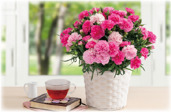 彩のジェラート"CUBE"をご堪能ください。